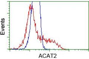 Image no. 1 for anti-Acetyl-CoA Acetyltransferase 2 (ACAT2) antibody (ABIN1496400) (ACAT2 Antikörper)