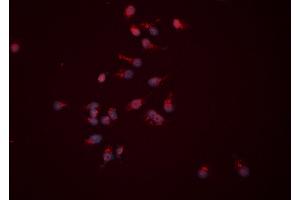ABIN6276522 staining HEPG2 cells by ICC/IF.
