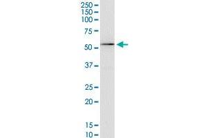 KCNA3 monoclonal antibody (M01), clone 1D8. (KCNA3 Antikörper  (AA 424-523))