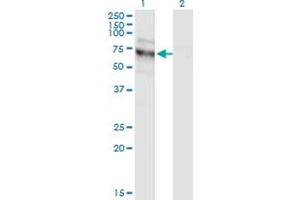 NVL antibody  (AA 757-856)