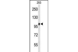Western blot analysis of DDX23 Antibody (Center) (ABIN651059 and ABIN2840053) in 293 cell line lysates (35 μg/lane).