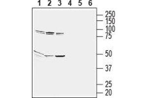 Western blot analysis of human Jurkat T-cell leukemia (lanes 1 and 4), human THP-1 monocytic leukemia (lanes 2 and 5) and human HL-60 promyelocytic leukemia (lanes 3 and 6) cell line lysates: - 1-3.