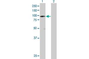 Western Blot analysis of HSP90AB1 expression in transfected 293T cell line by HSP90AB1 MaxPab polyclonal antibody. (HSP90AB1 Antikörper  (AA 1-724))