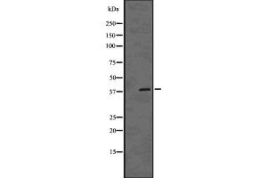 Western blot analysis of MSI1 using HUVEC whole cell lysates (MSI1 Antikörper  (C-Term))