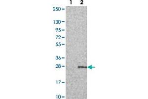 Western blot analysis of Lane 1: Negative control (vector only transfected HEK293T lysate). (PERP Antikörper)