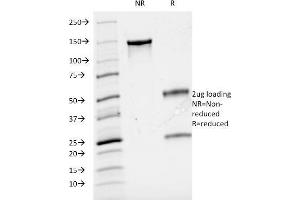 SDS-PAGE Analysis Purified Cyclin A Mouse Monoclonal Antibody (CCNA2/2333). (Cyclin A Antikörper)