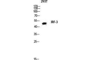 Western Blot (WB) analysis of 293T lysis using IRF-3 antibody. (IRF3 Antikörper  (Ser605))