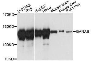 Western blot analysis of extracts of various cell lines, using GANAB antibody. (GANAB Antikörper)