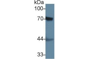 Western blot analysis of Rat Skin lysate, using Rat F2 Antibody (1 µg/ml) and HRP-conjugated Goat Anti-Rabbit antibody (