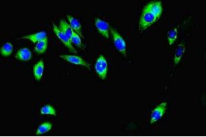 Immunofluorescent analysis of Hela cells using ABIN7156219 at dilution of 1:100 and Alexa Fluor 488-congugated AffiniPure Goat Anti-Rabbit IgG(H+L) (MCL-1 Antikörper  (AA 19-244))