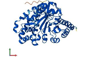 AlphaFold protein structure predicition of Mouse Recombinant Urod Protein, UniprotID P70697 (UROD Protein (AA 1-367) (His tag))
