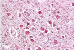 Anti-CEBPG / CEBP Gamma antibody IHC staining of human brain, cortex. (CEBPG Antikörper  (AA 139-150))