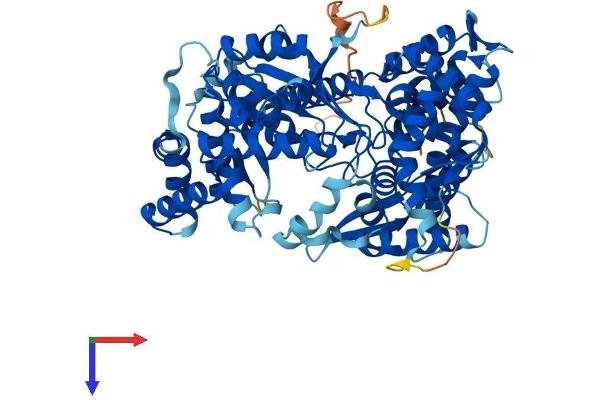 GNPAT Protein (AA 1-678) (His tag)