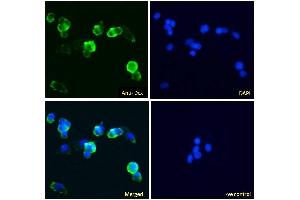 ABIN5539645 Immunofluorescence analysis of paraformaldehyde fixed HepG2 cells, permeabilized with 0. (Doublecortin Antikörper  (Internal Region))