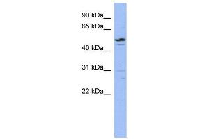 WB Suggested Anti-ZNF419  Antibody Titration: 0. (ZNF419 Antikörper  (N-Term))