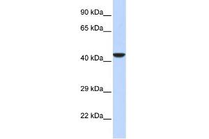 WB Suggested Anti-NMI Antibody Titration:  0. (NMI Antikörper  (Middle Region))