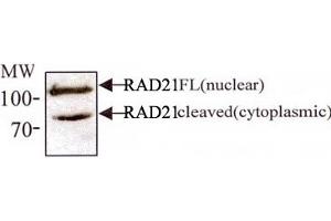 Western blot analysis of RAD21 in 293 cell lysates with RAD21 monoclonal antibody, clone CM110-2C10 .