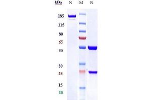Anti-TNFRSF10A / TRAILR1 / CD261 Reference Antibody ( mapatumumab) on SDS-PAGE under reducing (R) condition.
