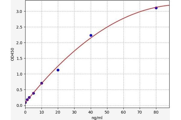 FBLN3 ELISA Kit