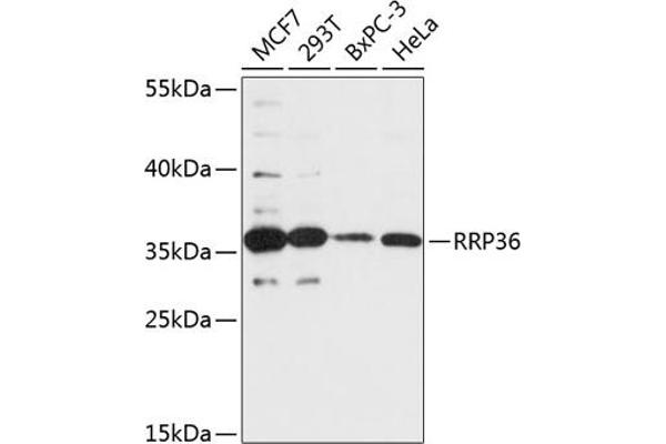 RRP36 antibody  (AA 1-259)