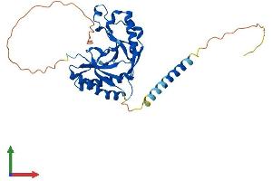 AlphaFold protein structure predicition of Mouse Recombinant Akap7 Protein, UniprotID Q7TN79