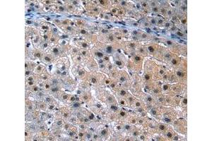 Immunohistochemistry (IHC) image for anti-Angiopoietin-Like 3 (ANGPTL3) (AA 17-460) antibody (ABIN1858004)