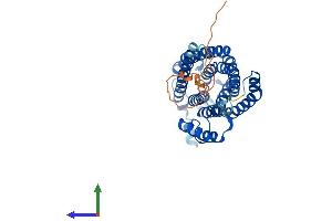 CERS6 Protein (AA 1-384) (His tag)