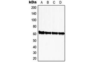 Western blot analysis of ZNF280A expression in HeLa (A), Jurkat (B), NIH3T3 (C), rat kidney (D) whole cell lysates.
