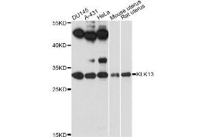 Western blot analysis of extracts of various cell lines, using KLK13 antibody (ABIN6293043) at 1:3000 dilution. (Kallikrein 13 Antikörper)