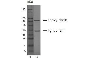 SDS-PAGE analysis of purified LT-3D2 monoclonal antibody. (Prostate Specific Antigen Antikörper)