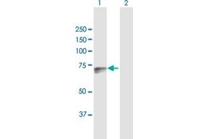 Western Blotting (WB) image for anti-Aspartyl-tRNA Synthetase 2, Mitochondrial (DARS2) (AA 1-645) antibody (ABIN949420)