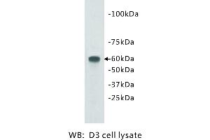 Image no. 1 for anti-Transmembrane Protein 132E (TMEM132E) antibody (ABIN1112940) (TMEM132E Antikörper)