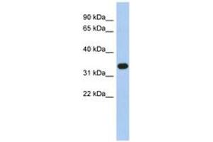 Image no. 1 for anti-Sulfotransferase Family 1B Member 1 (SULT1B1) (N-Term) antibody (ABIN6743488) (SULT1B1 Antikörper  (N-Term))