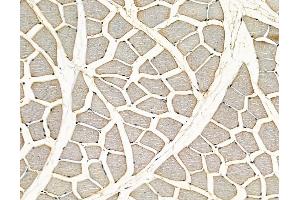 ABIN7097057 and ABIN7101124 at 1/100 staining rat muscle tissue by IHC-P.