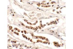 Immunohistochemistry of DISP1 in human kidney tissue with DISP1 Antibody (N-term) at 2. (DISP1 Antikörper  (N-Term))