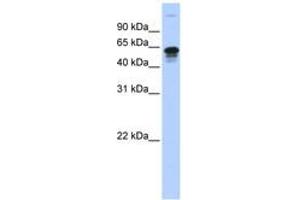Image no. 1 for anti-Family with Sequence Similarity 82, Member A2 (FAM82A2) (AA 395-444) antibody (ABIN6743451)