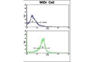 Flow cytometric analysis of widr cells using PRELP Antibody (C-term)(bottom histogram) compared to a negative control cell (top histogram). (PRELP Antikörper  (C-Term))