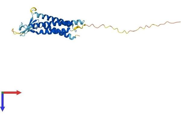 Claudin 19 Protein (CLDN19) (AA 1-224) (His tag)