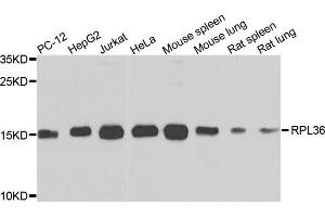 Western blot analysis of extracts of various cells, using RPL36 antibody.
