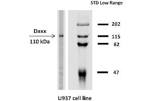 Western blotting analysis of Daxx expression in  human U937 cell line with anti-Daxx (DAXX-03) purified. (DAXX Antikörper  (AA 580-740))