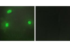 Peptide - +Immunofluorescence analysis of HeLa cells, using FEN1 antibody. (FEN1 Antikörper)