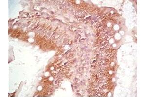Rat intestin tissue was stained by Rabbit Anti-Motilin Prepro (50-70) (Human) Serum (Motilin Antikörper  (Preproprotein))