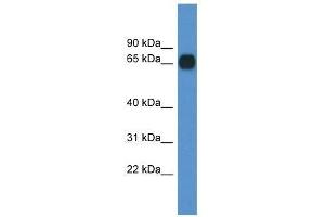 Western Blot showing Cpne6 antibody used at a concentration of 1.
