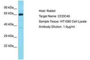 Image no. 1 for anti-Coiled-Coil Domain Containing 48 (CCDC48) (AA 319-368) antibody (ABIN6750680) (EFCC1 Antikörper  (AA 319-368))