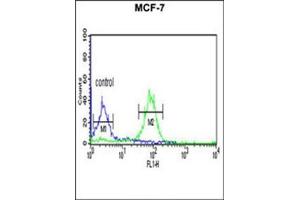 Flow cytometric analysis of MCF-7 cells using FAM44B Antibody (C-term) Cat. (BOD1 Antikörper  (C-Term))