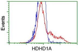 HEK293T cells transfected with either RC204419 overexpress plasmid (Red) or empty vector control plasmid (Blue) were immunostained by anti-HDHD1A antibody (ABIN2454377), and then analyzed by flow cytometry. (HDHD1 Antikörper)