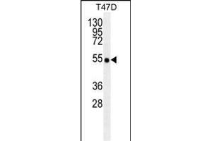 TRAF2/M antibody (ABIN659110 and ABIN2843756) western blot analysis in T47D cell line lysates (35 μg/lane).