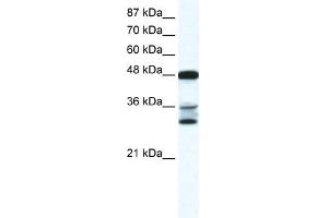 TNFSF10 antibody (70R-10455) used at 0. (TRAIL Antikörper  (N-Term))
