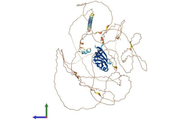 Ataxin 1 Protein (ATXN1) (AA 1-815) (His tag)