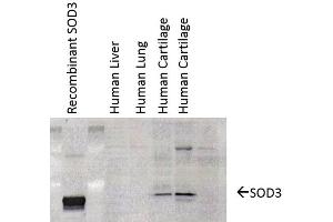Western Blot analysis of Human cartilage lysates showing detection of SOD3 protein using Mouse Anti-SOD3 Monoclonal Antibody, Clone 4GG11G6 (ABIN361741 and ABIN361742).
